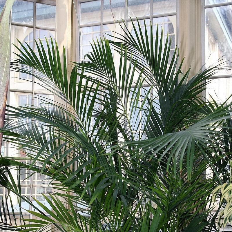 Chamaedorea cataractarum ~ Cat Palm-ServeScape