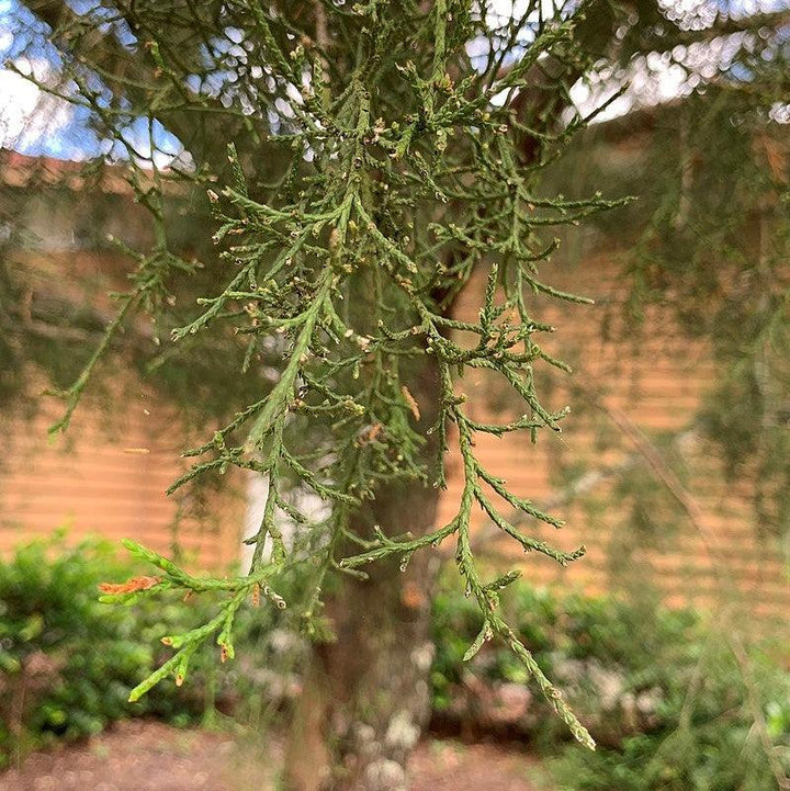 Juniperus virginiana var. silicicola ~ Southern Red Cedar-ServeScape