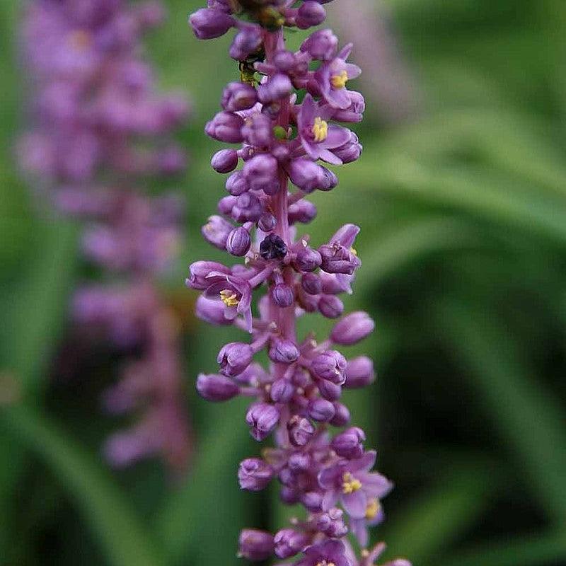 Liriope muscari 'Royal Purple' ~ Monrovia® Royal Purple Lilyturf-ServeScape