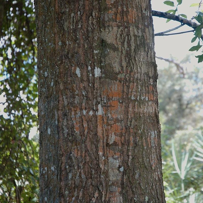 Quercus hemisphaerica ~ Laurel Oak-ServeScape