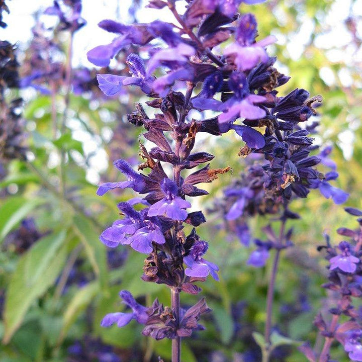 Salvia 'Indigo Spires' ~ Indigo Spires Sage-ServeScape