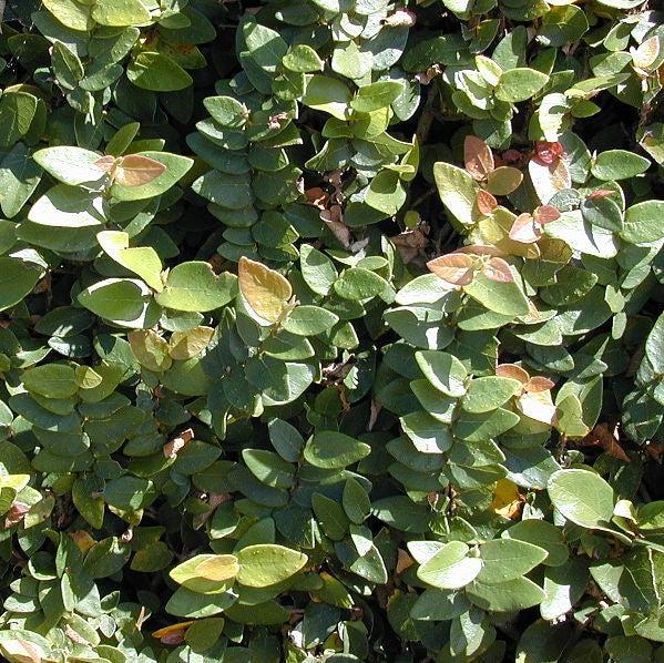 Ficus pumila ~ Monrovia® Creeping Fig-ServeScape