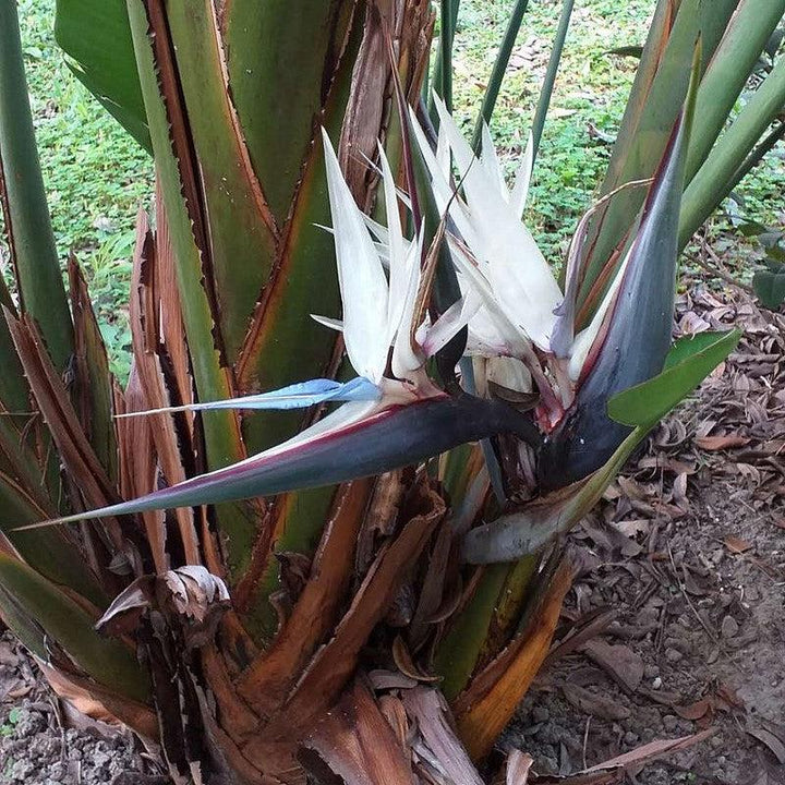 Strelitzia nicolai ~ Giant Bird of Paradise-ServeScape