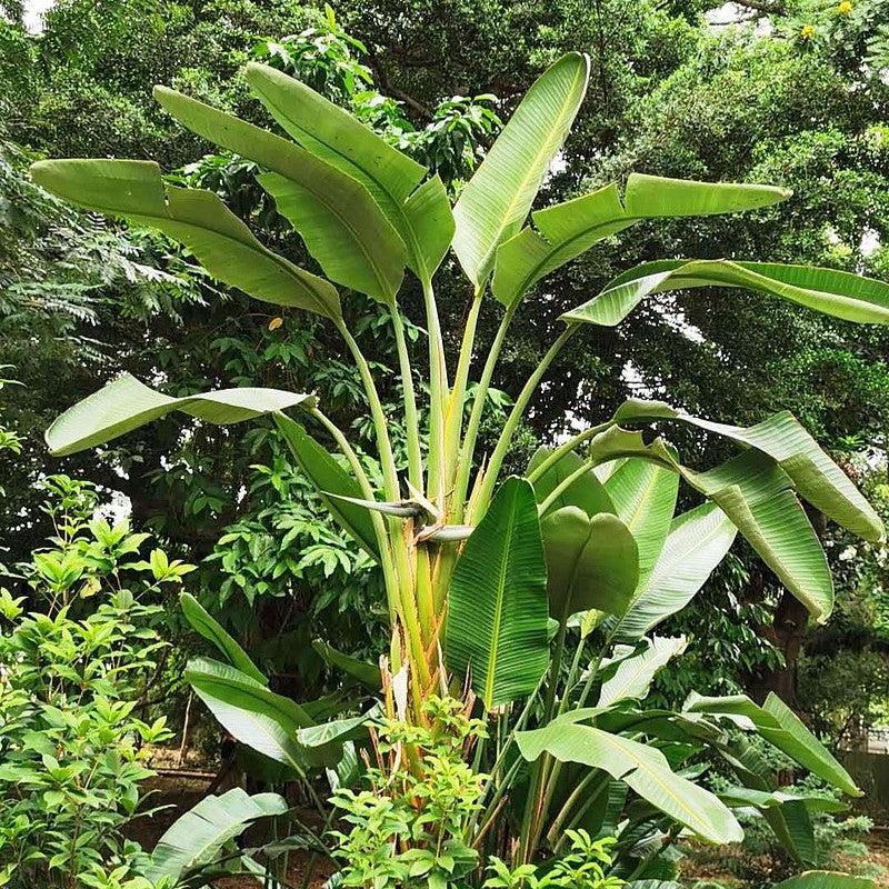 Strelitzia nicolai ~ Giant Bird of Paradise-ServeScape