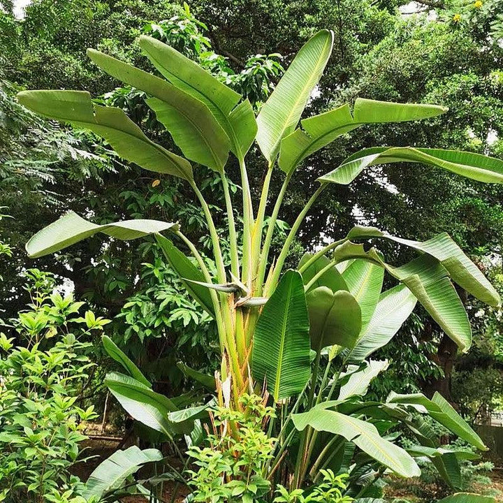 Strelitzia nicolai ~ Giant Bird of Paradise-ServeScape