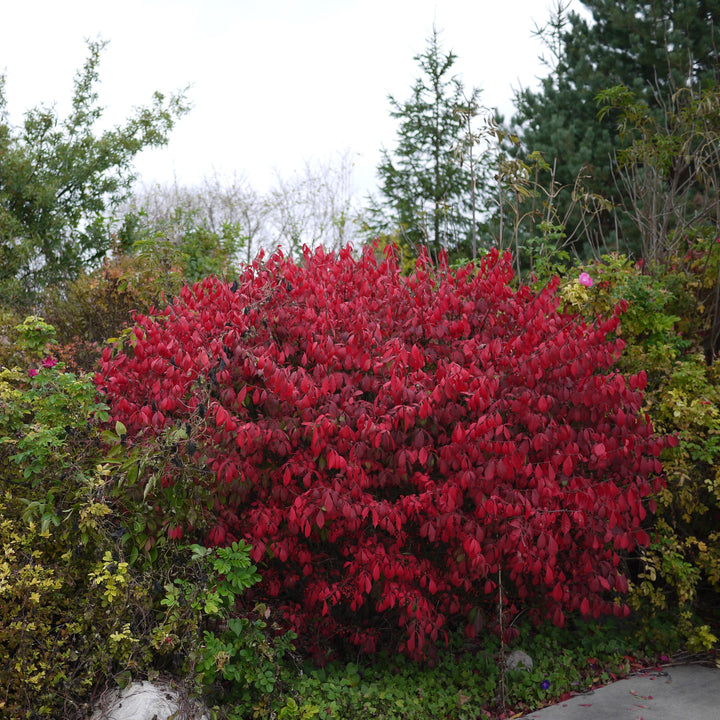 Euonymus alatus 'Compacta' ~ Compact Burning Bush-ServeScape
