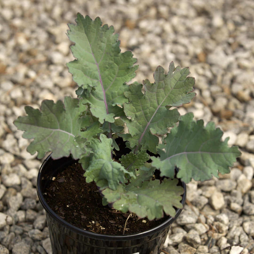 Brassica oleracea (Acephala Group) 'Red Russian' ~ Red Russian Ornamental Kale-ServeScape