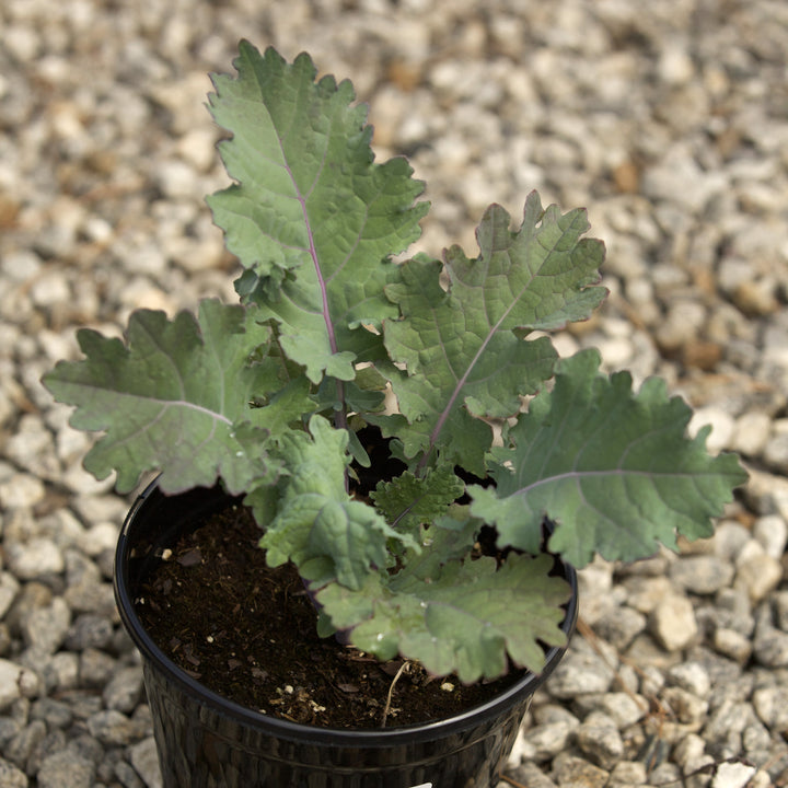 Brassica oleracea (Acephala Group) 'Red Russian' ~ Red Russian Ornamental Kale-ServeScape