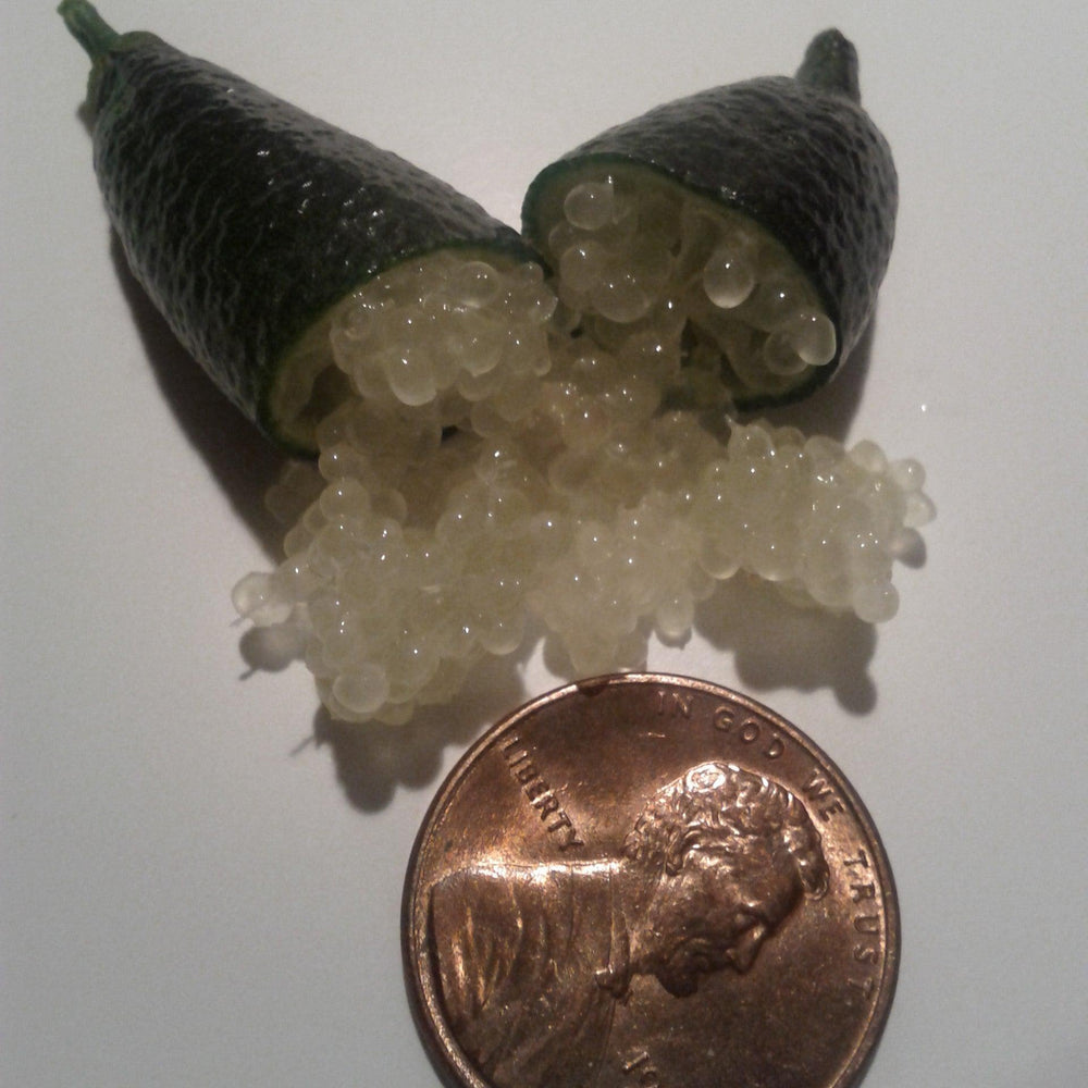 Citrus australasica ~ Australian Finger Lime-ServeScape
