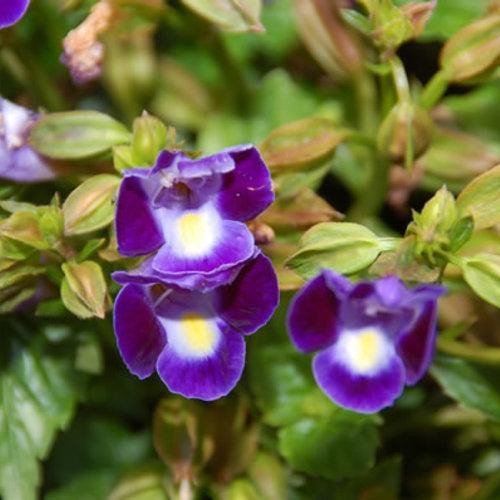 Torenia hybrid 'Dancat911' ~ PW® Catalina® Midnight Blue Wishbone Flower-ServeScape