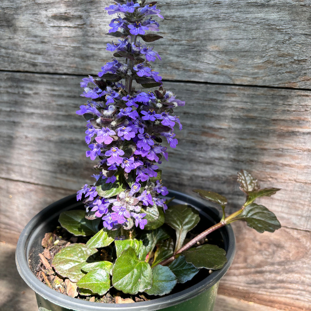 Ajuga reptans 'Catlin's Giant' ~ Catlin's Giant Bugleweed-ServeScape