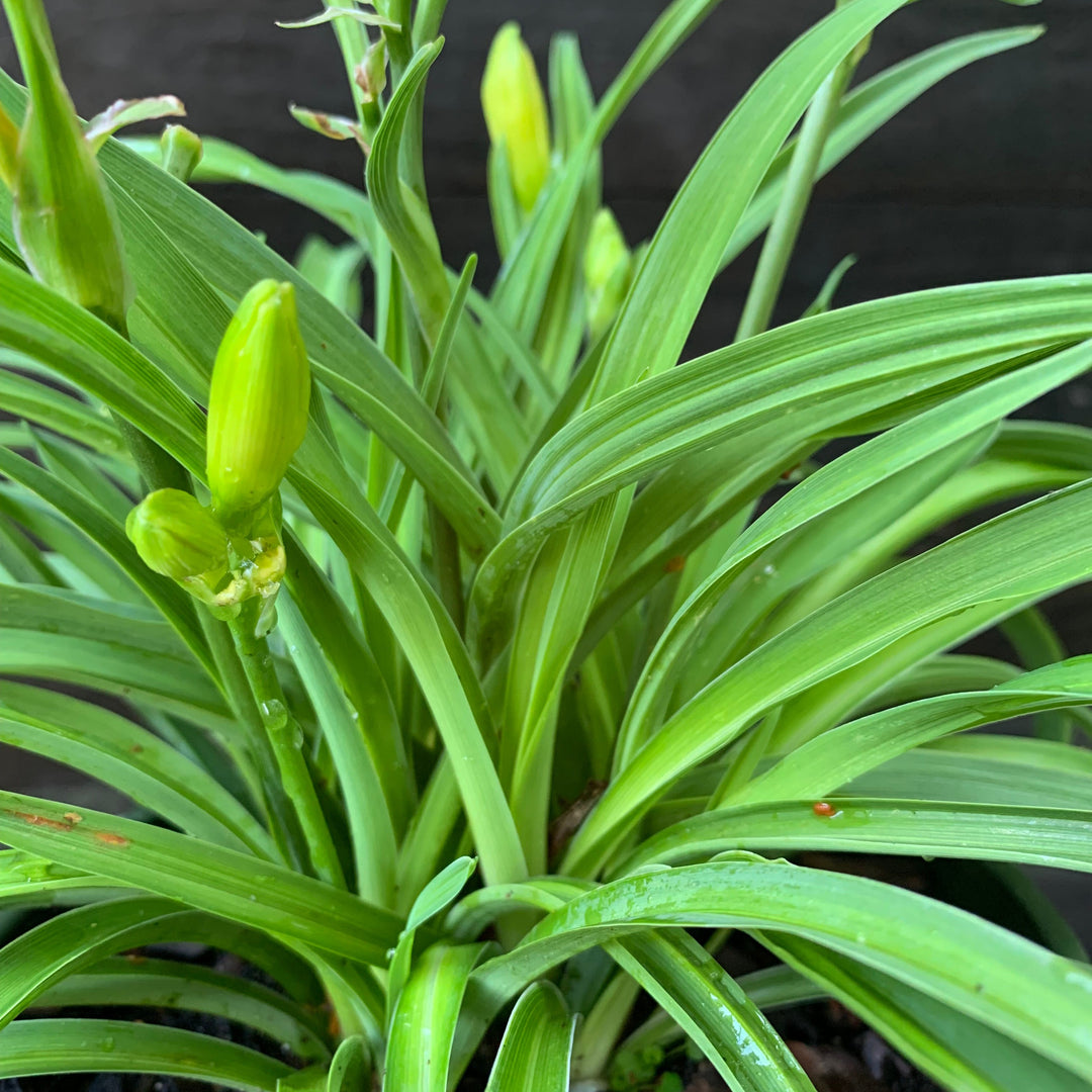 Hemerocallis fulva 'DHEMORANGE' ~ Monrovia® Endlesslily® Orange Daylily-ServeScape