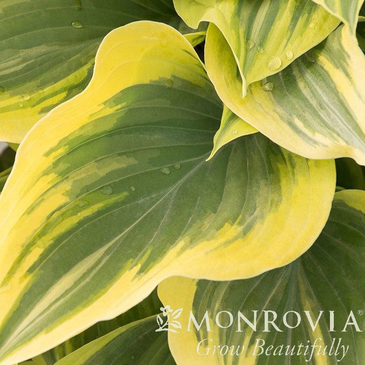 Hosta 'Liberty' ~ Monrovia® Liberty Hosta-ServeScape