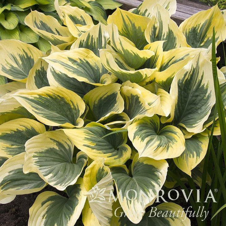 Hosta 'Liberty' ~ Monrovia® Liberty Hosta-ServeScape