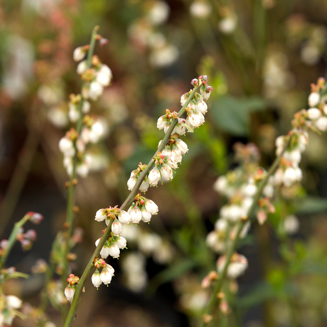 Vaccinium ashei 'Premier' ~ Premier Rabbiteye Blueberry-ServeScape