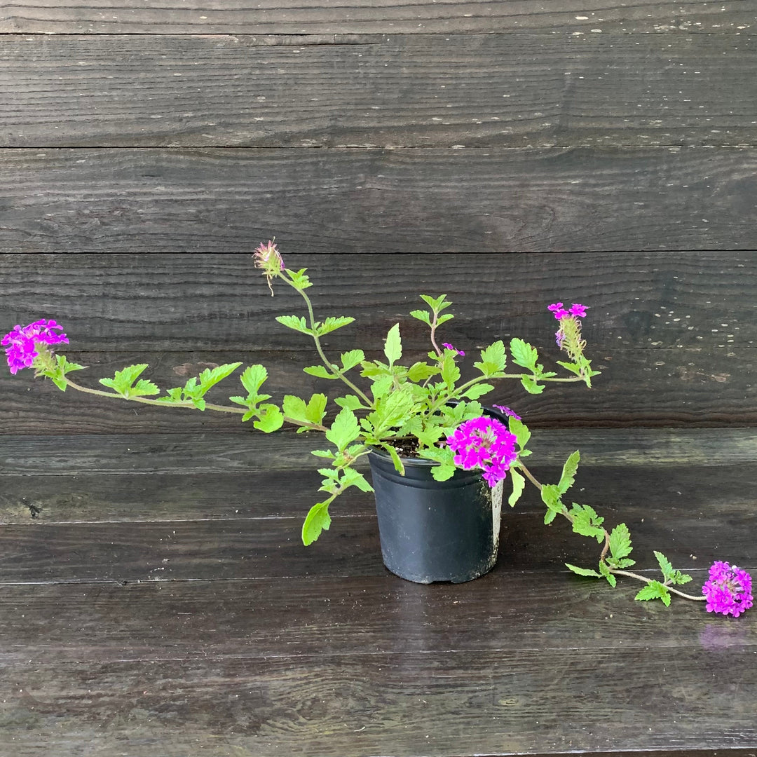 Verbena canadensis 'Homestead Purple' ~ Purple Spreader™ Garden Verbena-ServeScape