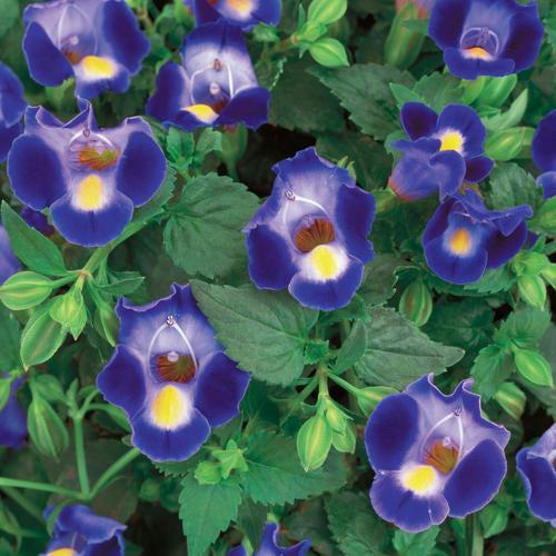 Torenia hybrid 'Dancat911' ~ PW® Catalina® Midnight Blue Wishbone Flower-ServeScape