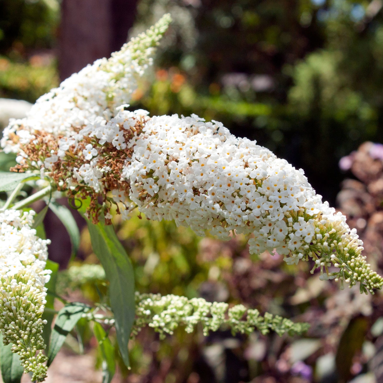 Buddleia 'Grevantrt' ~ Vanilla Treat™ Butterfly Bush-ServeScape