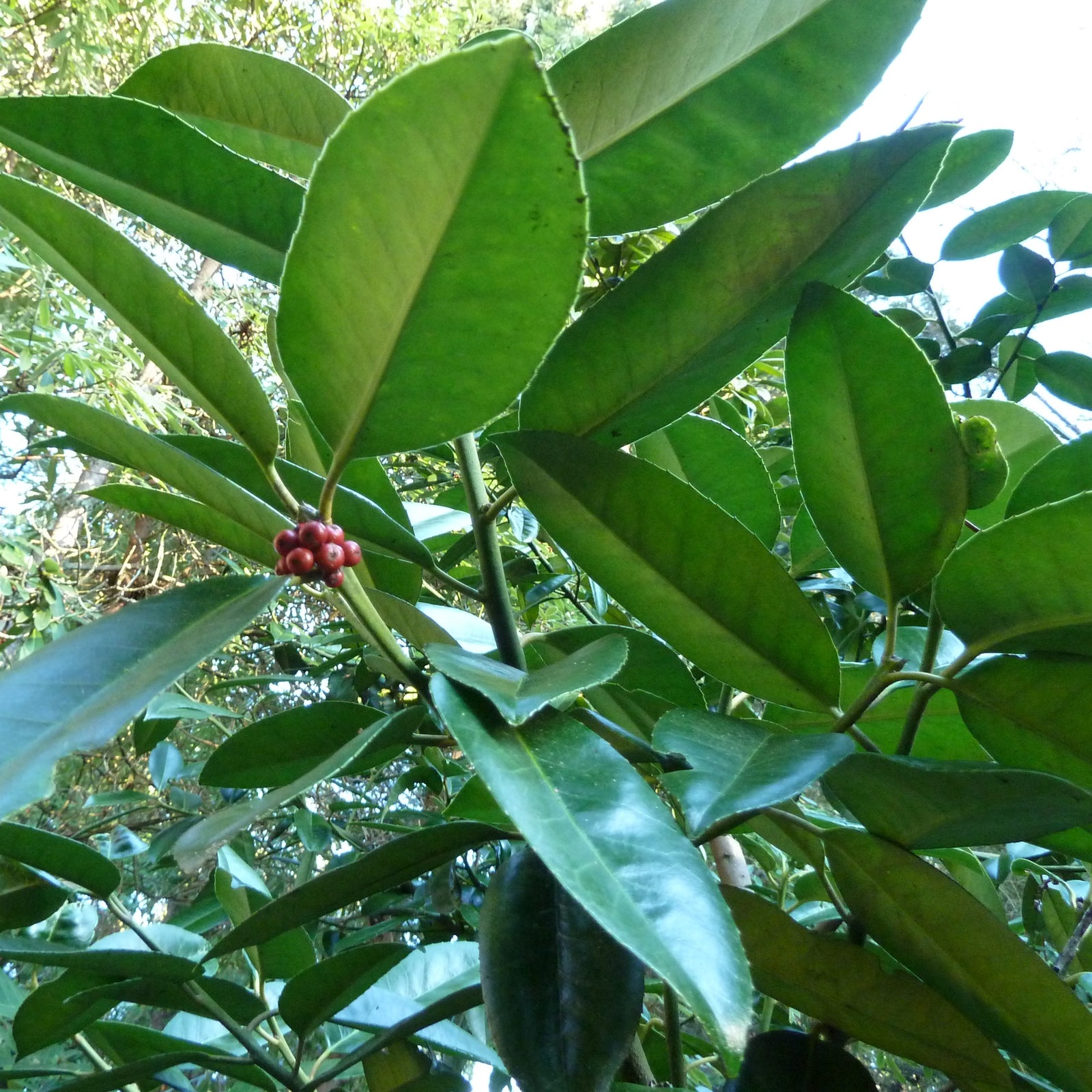 Ilex latifolia ‘ILDG’ ~ Cool Fences™ Lusterleaf Holly-ServeScape