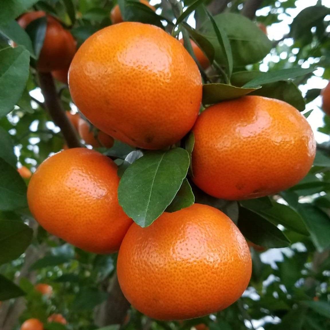Citrus reticulata 'Tango' ~ Tango Mandarin-ServeScape