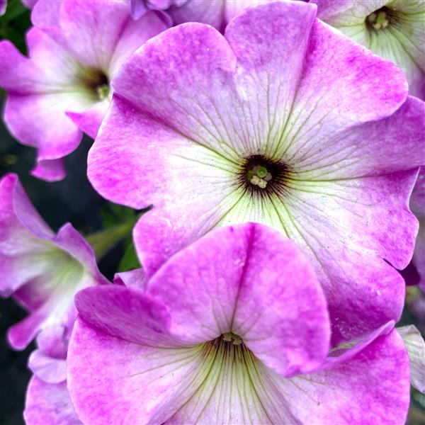 Petunia hybrid 'Crazytunia Lighthouse Pink’ ~ Crazytunia® Lighthouse Pink Petunia-ServeScape
