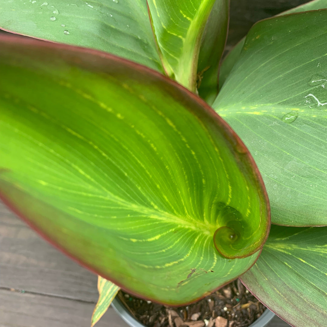 Canna x generalis 'Bengal Tiger' ~ Variegated Tiger Canna Lily-ServeScape