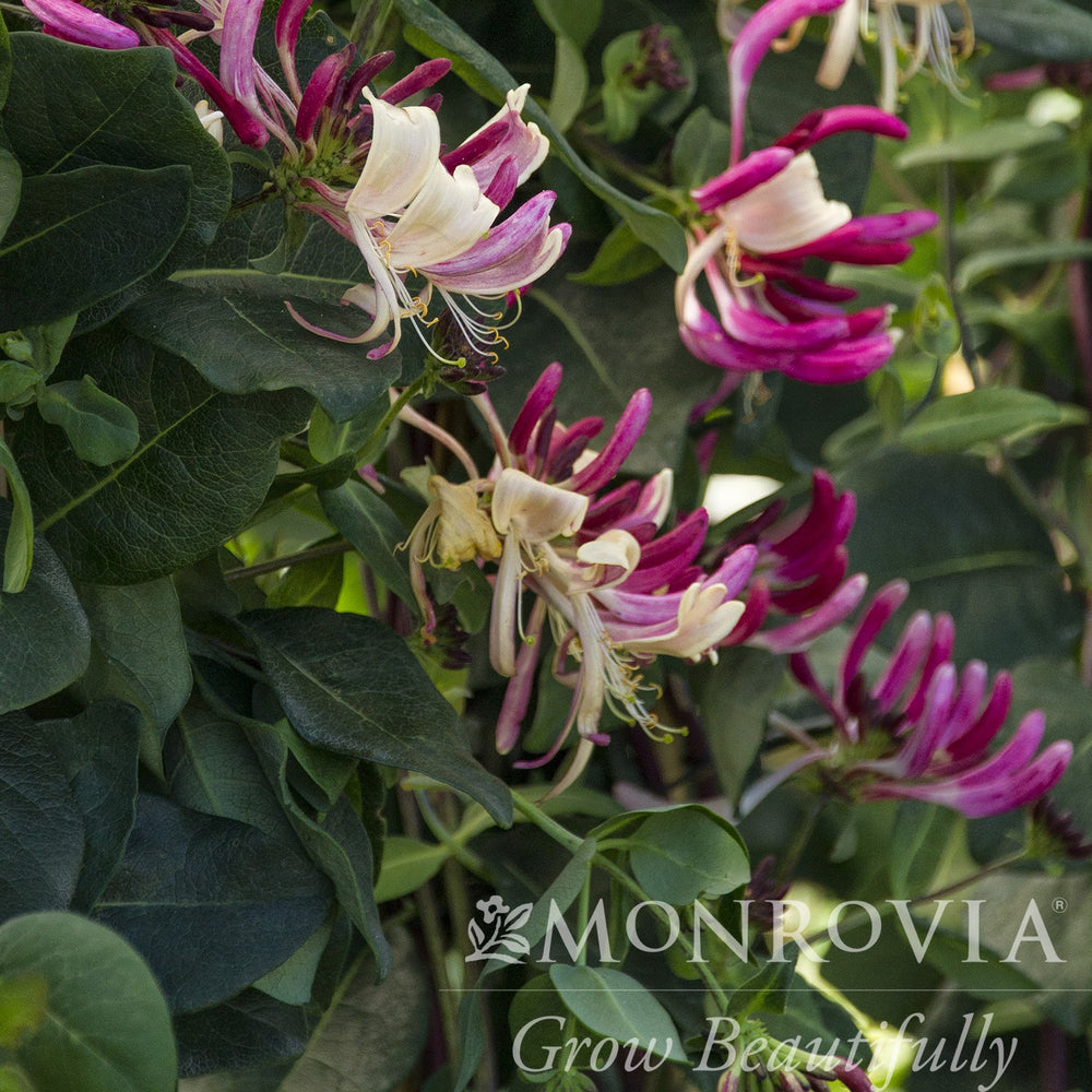 Lonicera periclymenum 'Inov 86' ~ Monrovia® Peaches and Cream Honeysuckle-ServeScape