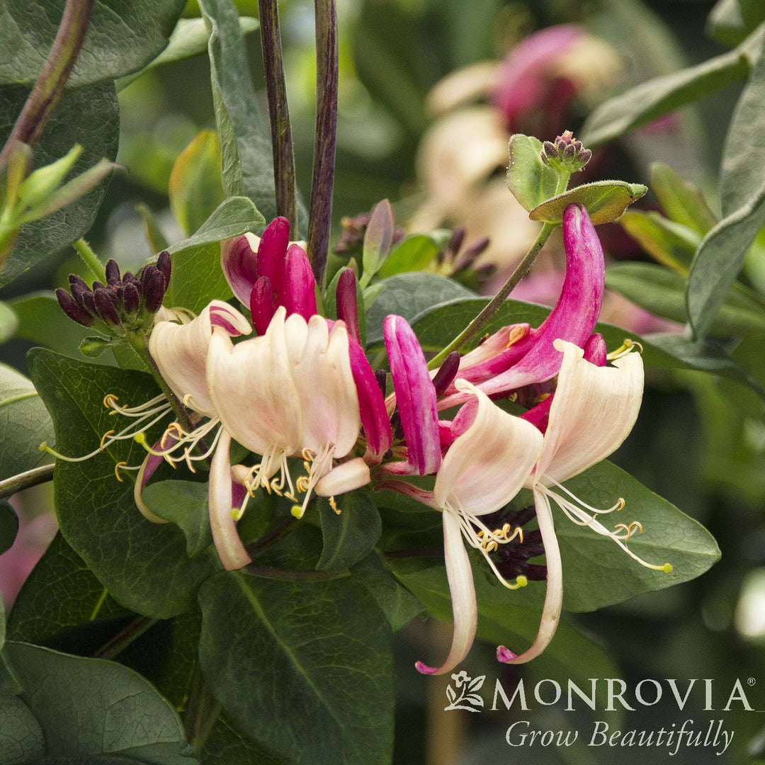 Lonicera periclymenum 'Inov 86' ~ Monrovia® Peaches and Cream Honeysuckle-ServeScape