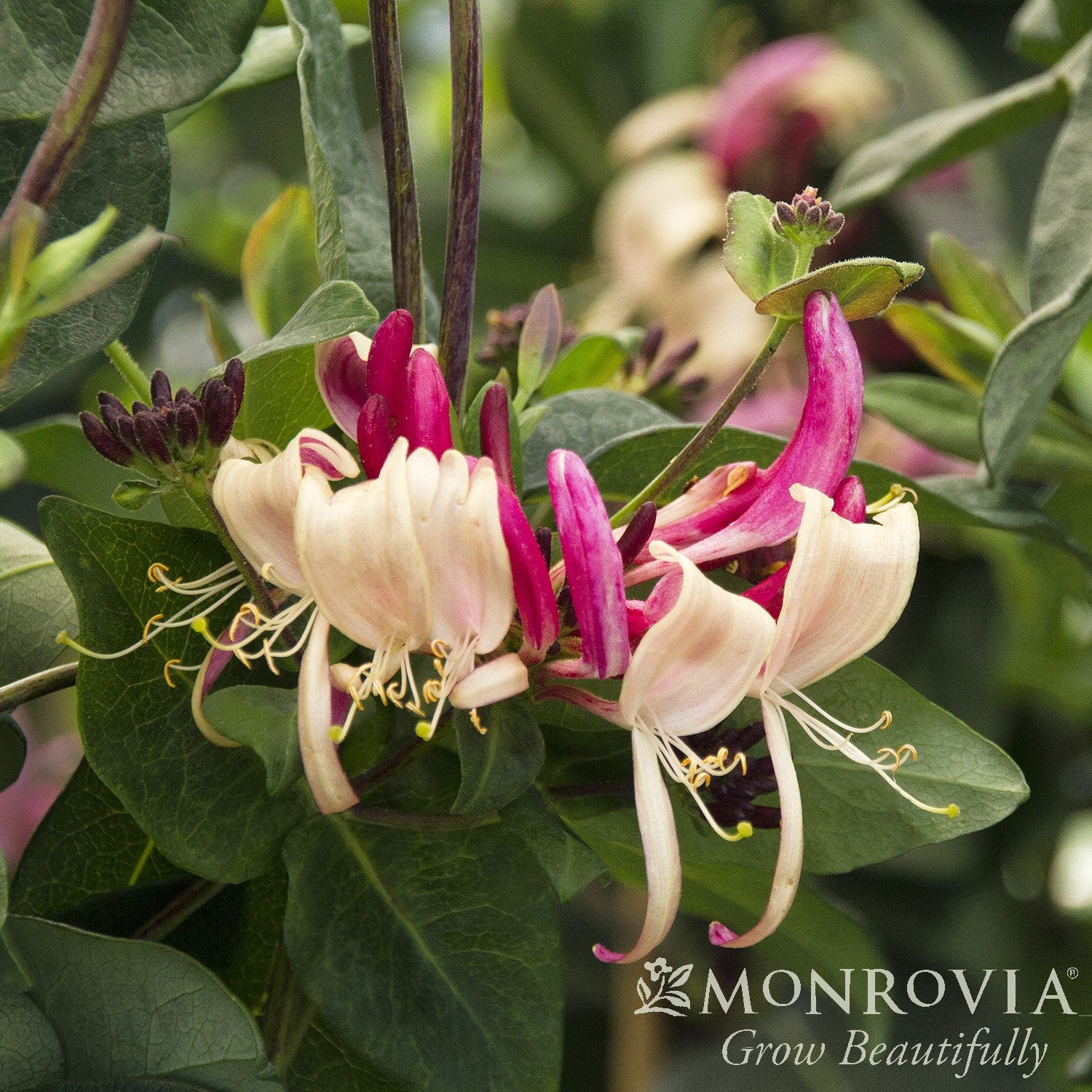Lonicera periclymenum 'Inov 86' ~ Monrovia® Peaches and Cream Honeysuckle-ServeScape