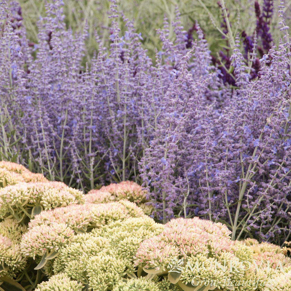 Perovskia atriplicifolia 'Lisslitt' ~ Monrovia® Lacey Blue Russian Sage-ServeScape