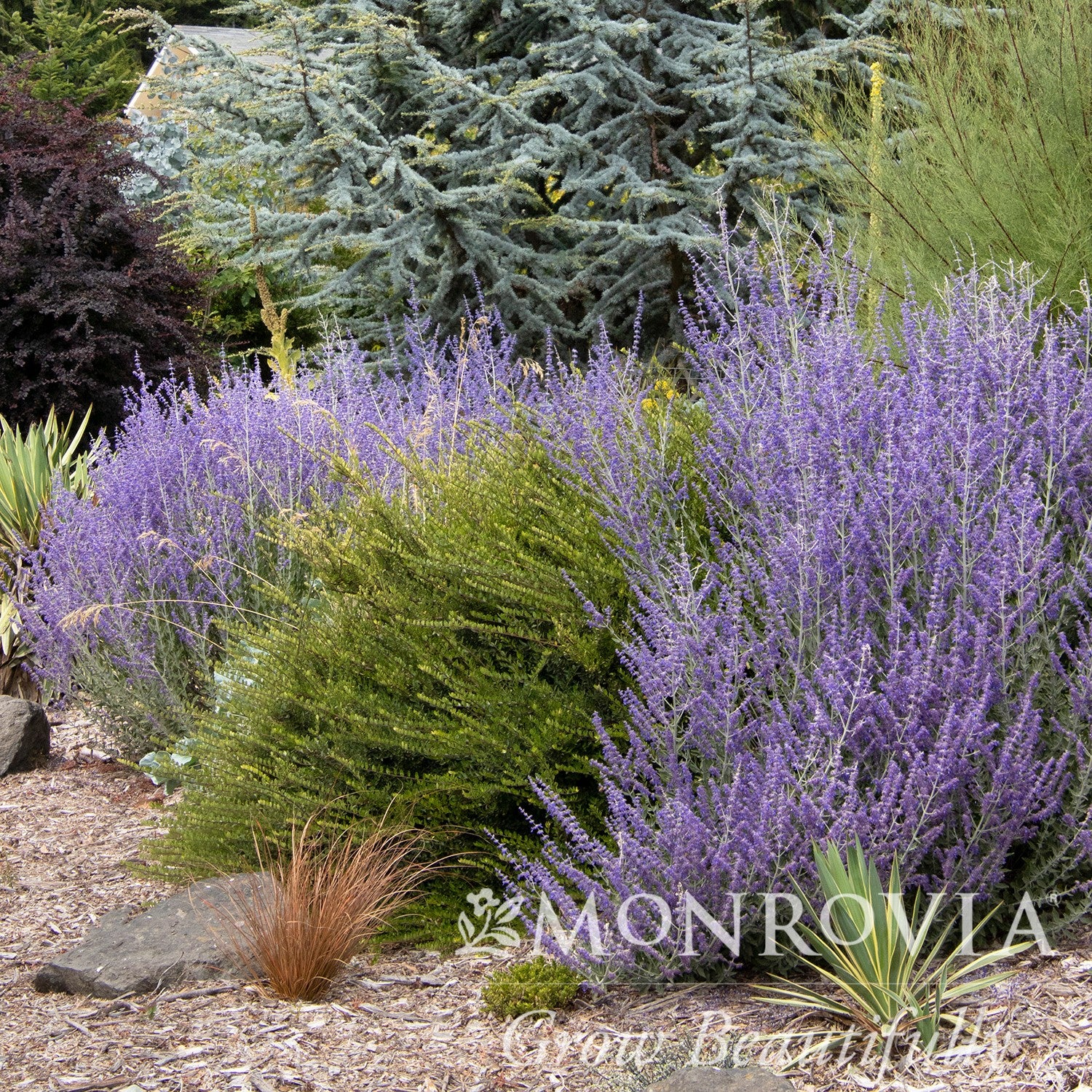Perovskia atriplicifolia 'Lisslitt' ~ Monrovia® Lacey Blue Russian Sage-ServeScape