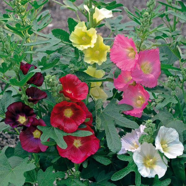 Alcea ficifolia 'Las Vegas' ~ Las Vegas Figleaf Hollyhock-ServeScape