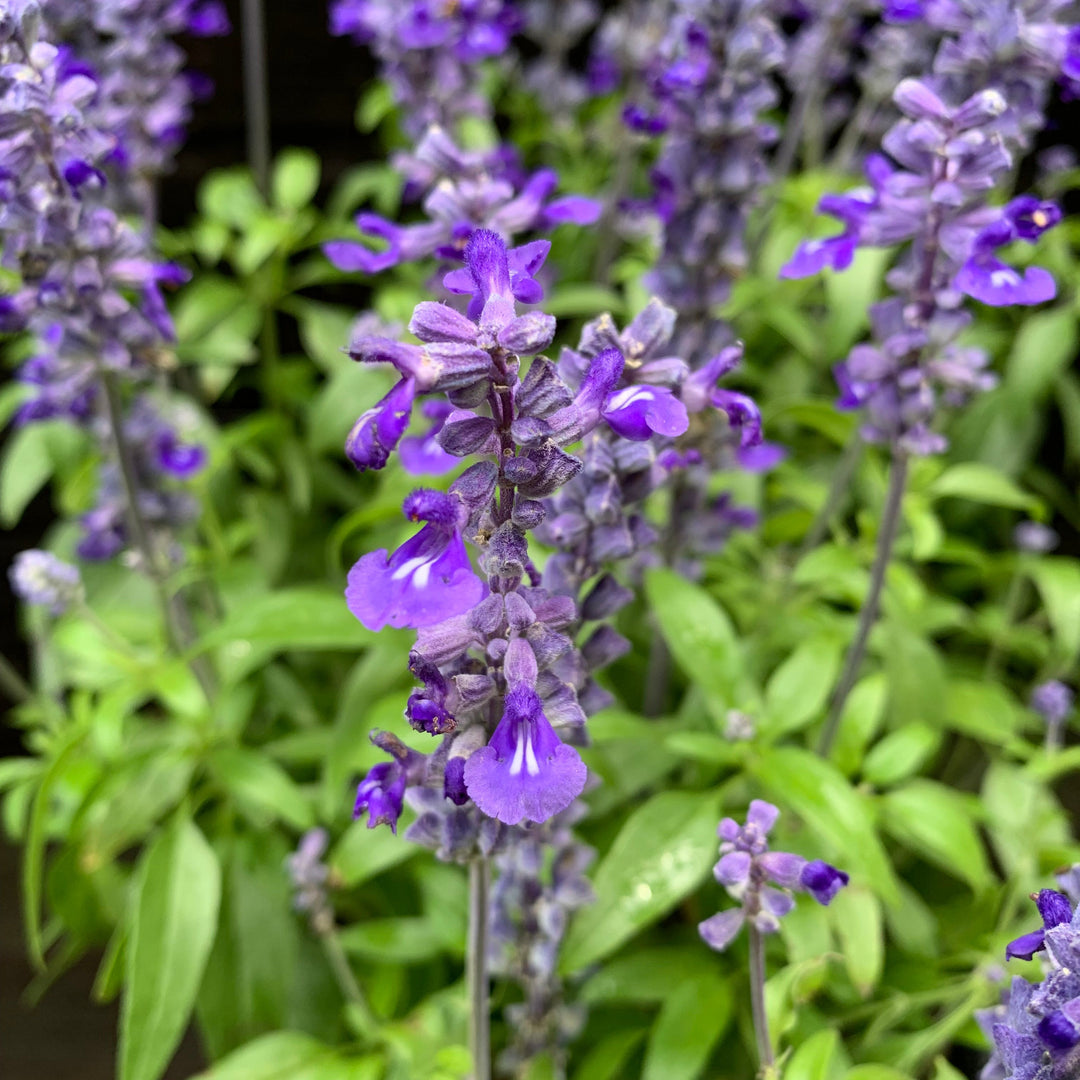 Salvia farinacea 'Deep Ocean' ~ Monrovia® Sallyfun™ Deep Ocean Salvia-ServeScape