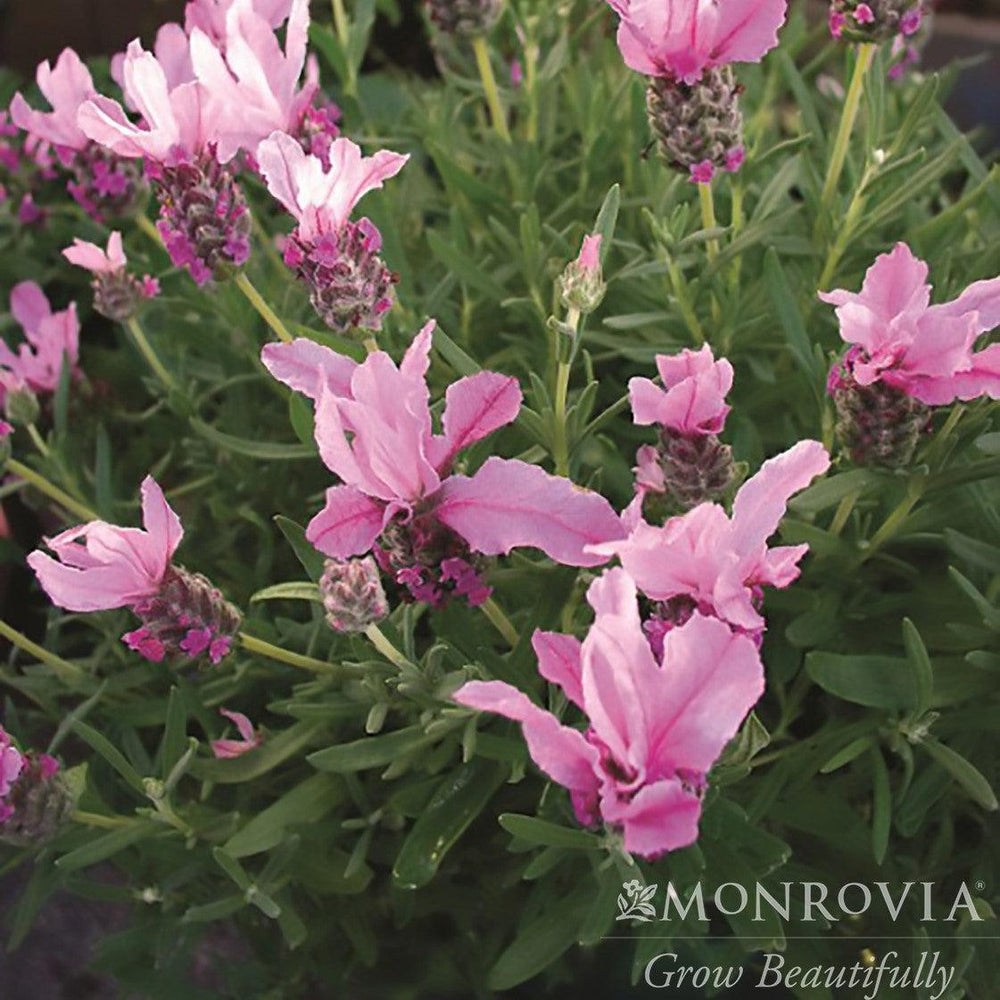Lavandula stoechas 'Bentley' ~ Monrovia® With Love™ Spanish Lavender-ServeScape