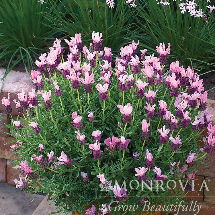 Lavandula stoechas 'Bentley' ~ Monrovia® With Love™ Spanish Lavender-ServeScape