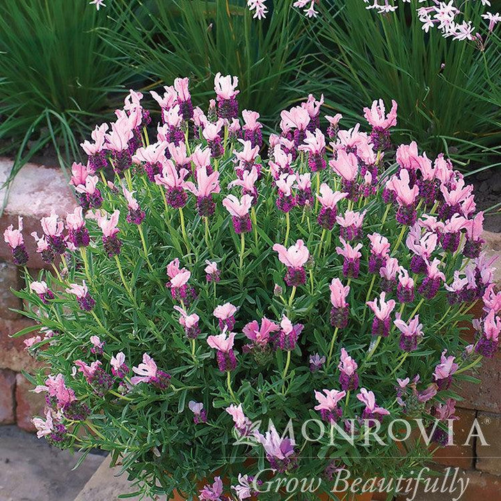Lavandula stoechas 'Bentley' ~ Monrovia® With Love™ Spanish Lavender-ServeScape