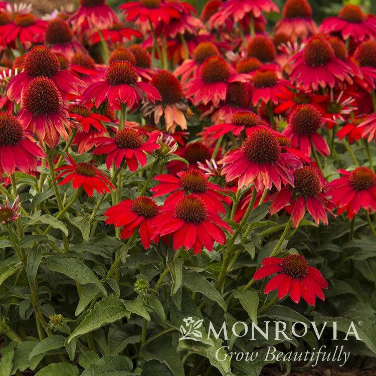 Echinacea x 'Balsomsed' PP23105 ~ Monrovia® Sombrero® Salsa Red Coneflower-ServeScape