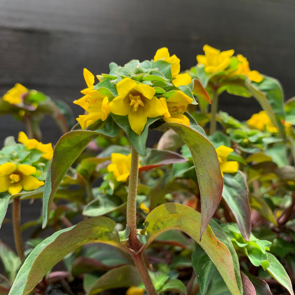 Lysimachia alfredii 'Night Light' ~ Night Light Moneywort-ServeScape