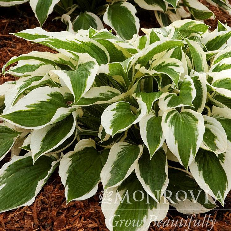 Hosta 'Patriot' ~ Monrovia® Patriot Hosta-ServeScape