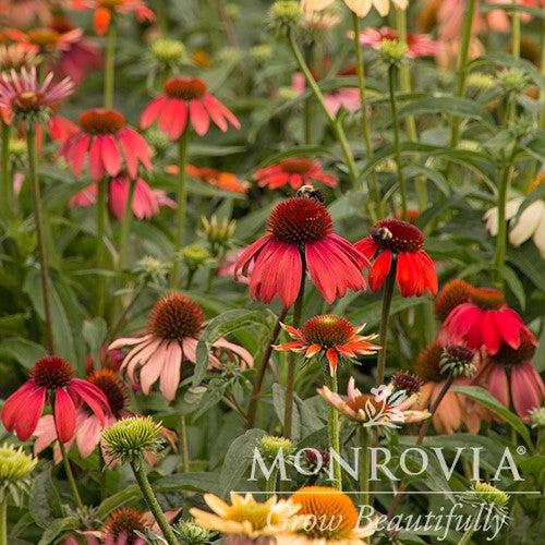 Echinacea x 'Cheyenne Spirit' ~ Monrovia® Cheyenne Spirit Echinacea, Coneflower-ServeScape