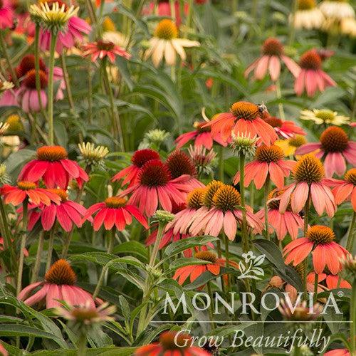 Echinacea x 'Cheyenne Spirit' ~ Monrovia® Cheyenne Spirit Echinacea, Coneflower-ServeScape