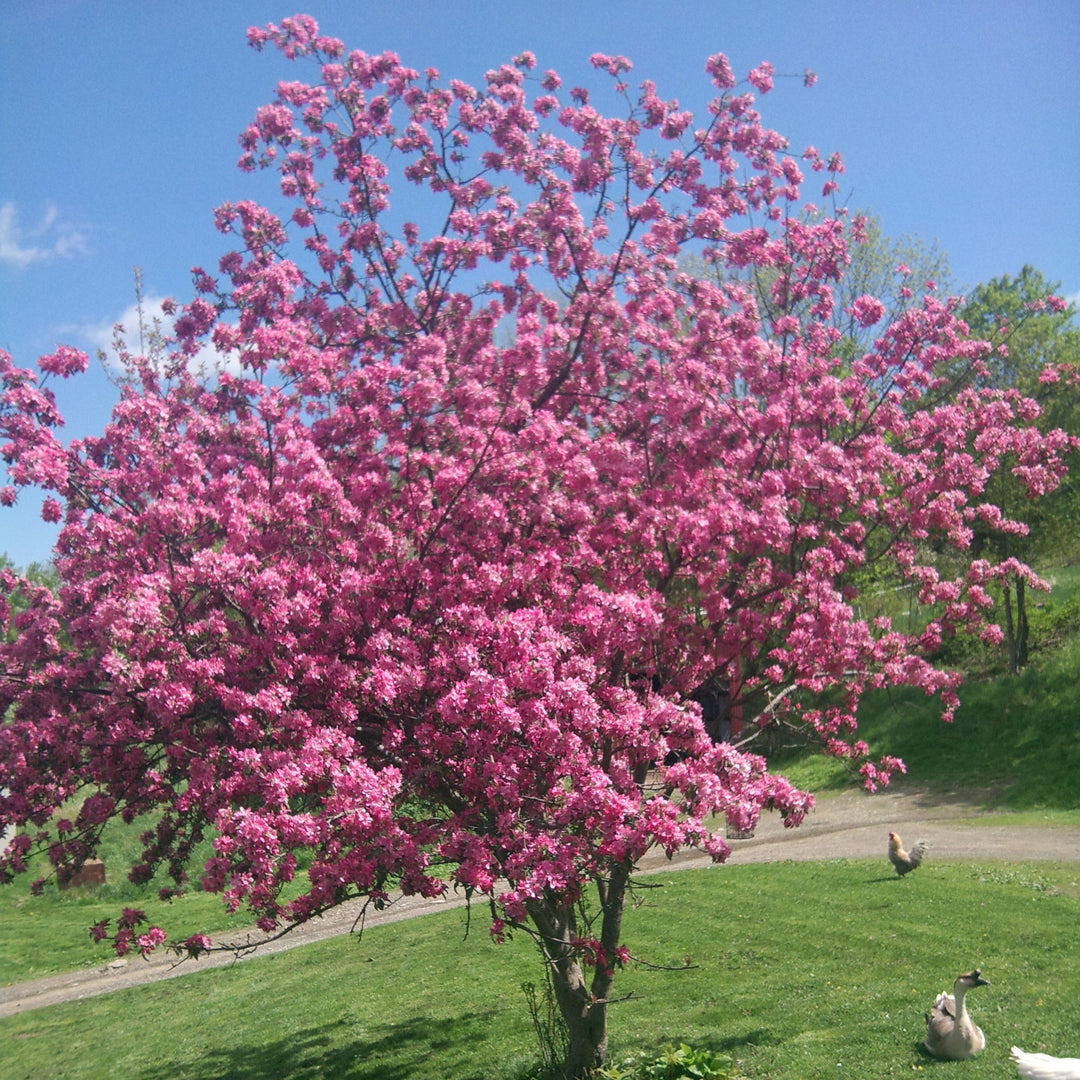 Malus 'JFS-KW5' ~ Royal Raindrops® Crabapple-ServeScape