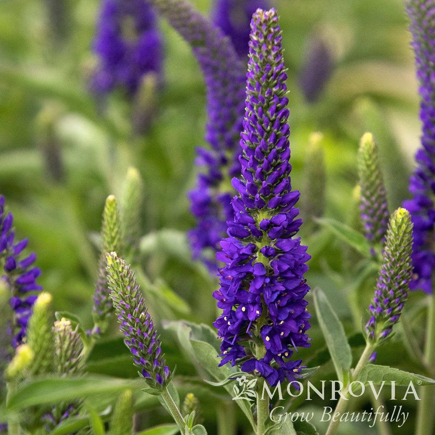 Veronica longifolia 'Vernique Dark Blue' ~ Monrovia® Vernique® Dark Blue Veronica-ServeScape
