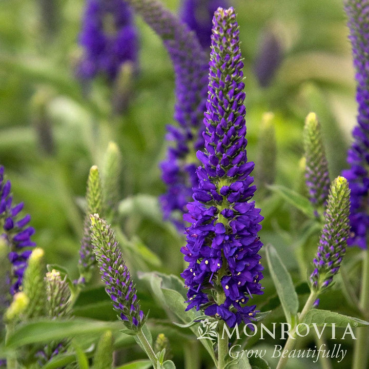 Veronica longifolia 'Vernique Dark Blue' ~ Monrovia® Vernique® Dark Blue Veronica-ServeScape
