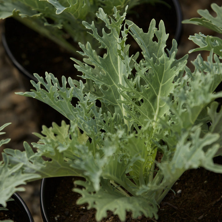 Brassica oleracea 'White Peacock' ~ White Peacock Ornamental Kale-ServeScape