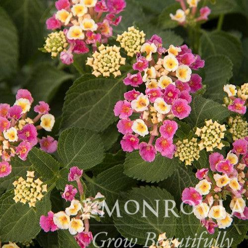 Lantana camara 'Bant Pin09' PP #20,555 ~ Monrovia® Bandana® Pink Improved Lantana-ServeScape