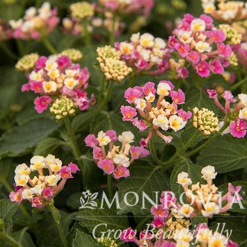 Lantana camara 'Bant Pin09' PP #20,555 ~ Monrovia® Bandana® Pink Improved Lantana-ServeScape