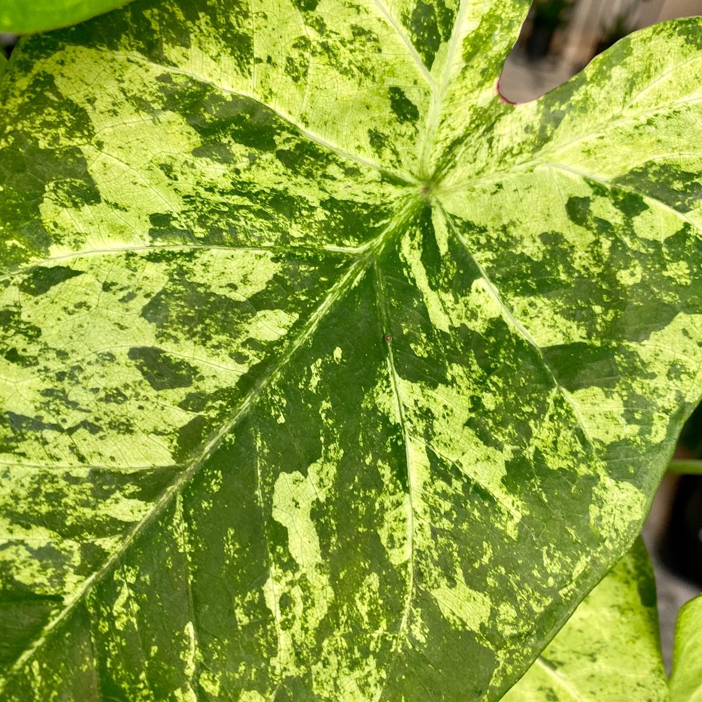 Caladium 'Frog in a Blender' ~ Frog In a Blender Caladium-ServeScape
