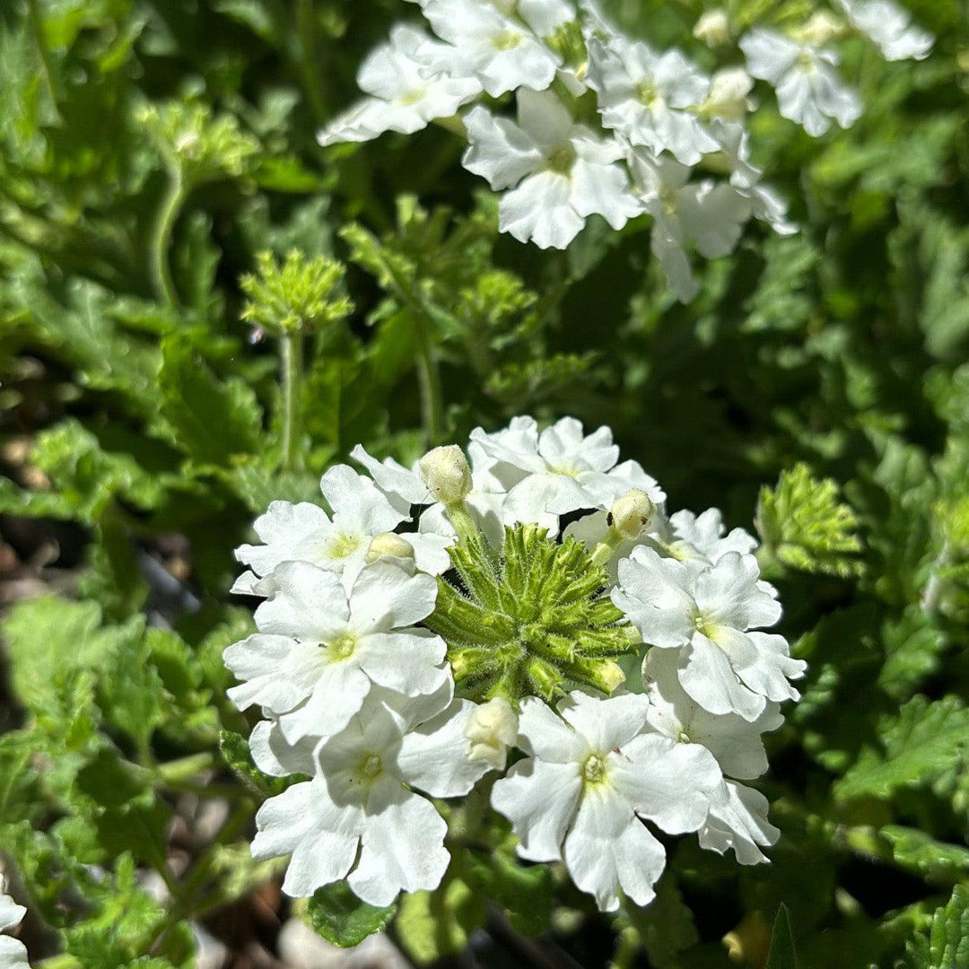 Verbena peruviana 'Balendwite' ~ EnduraScape™ White Verbena-ServeScape