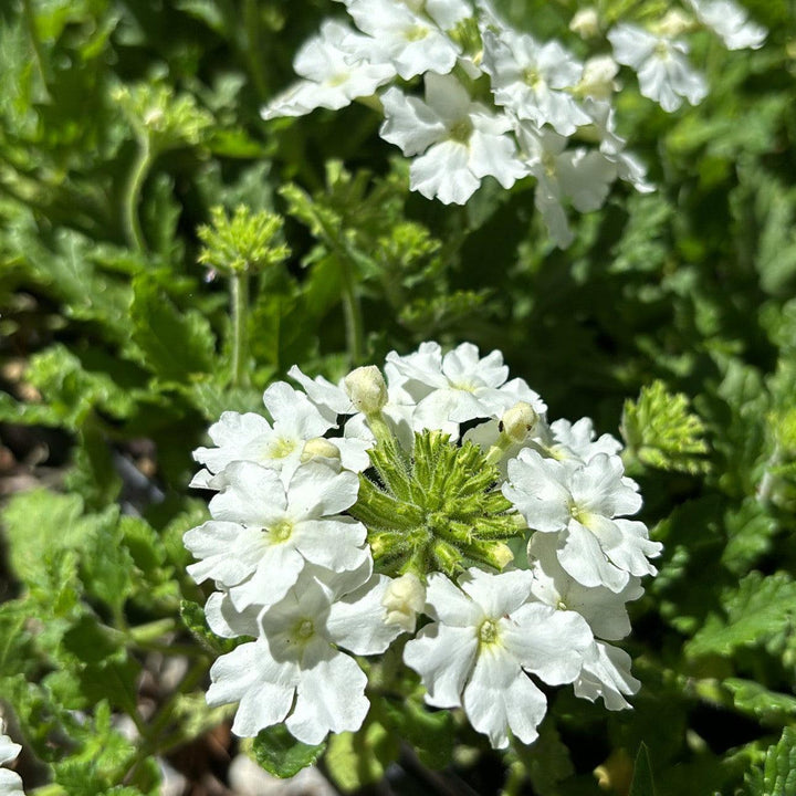 Verbena peruviana 'Balendwite' ~ EnduraScape™ White Verbena-ServeScape